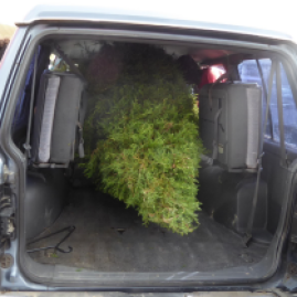 tree-in-car-2