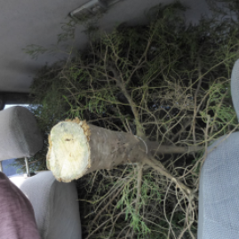 tree-in-car