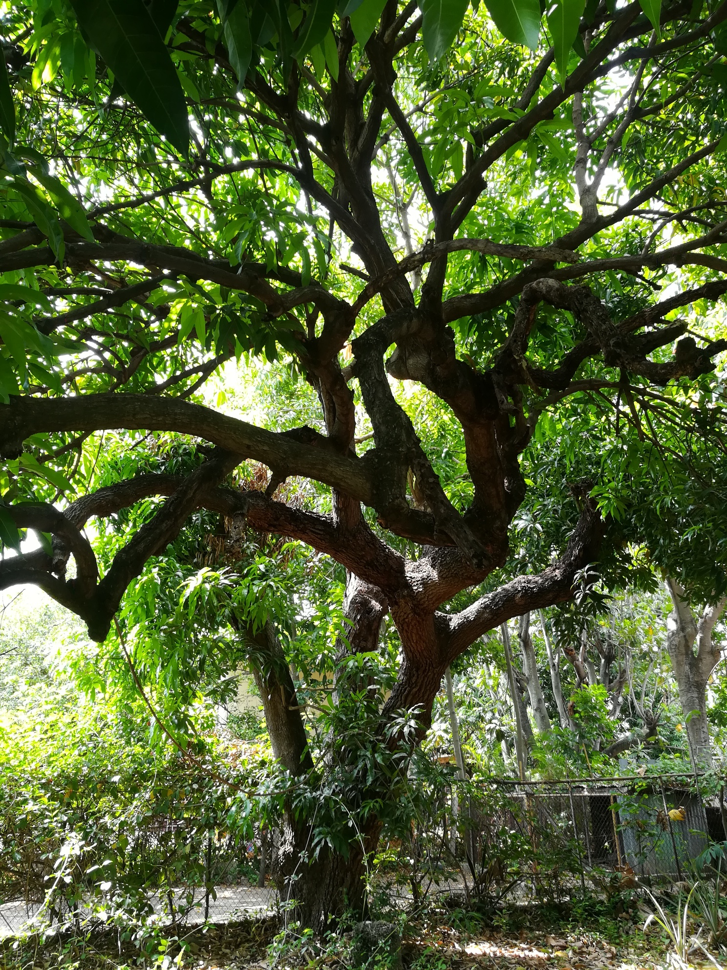 IMG_20180701_142833_resized_20180701_043207897 Bombay mango tree