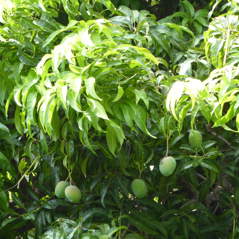 P1310264 Bombay mangoes