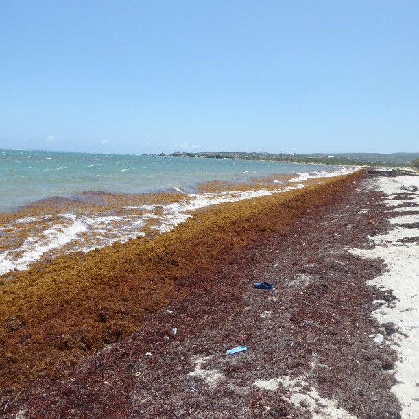 P1380922 Boardwalk beach sargassum